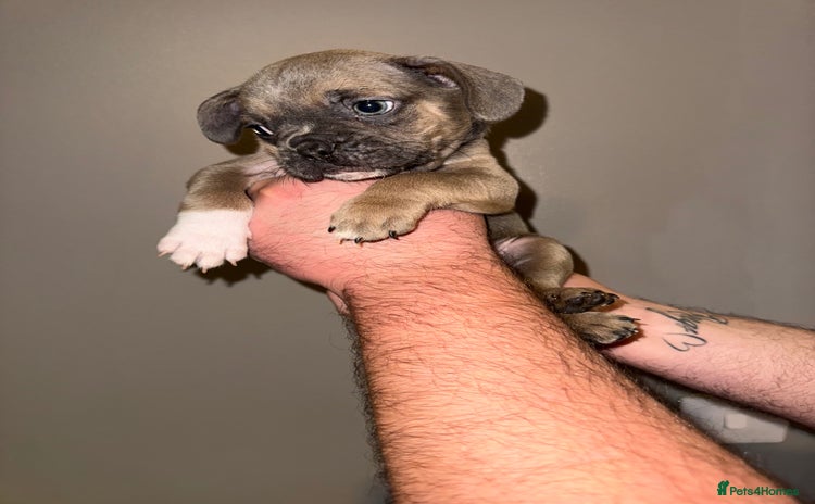 French Bulldog dogs - Advert 3
