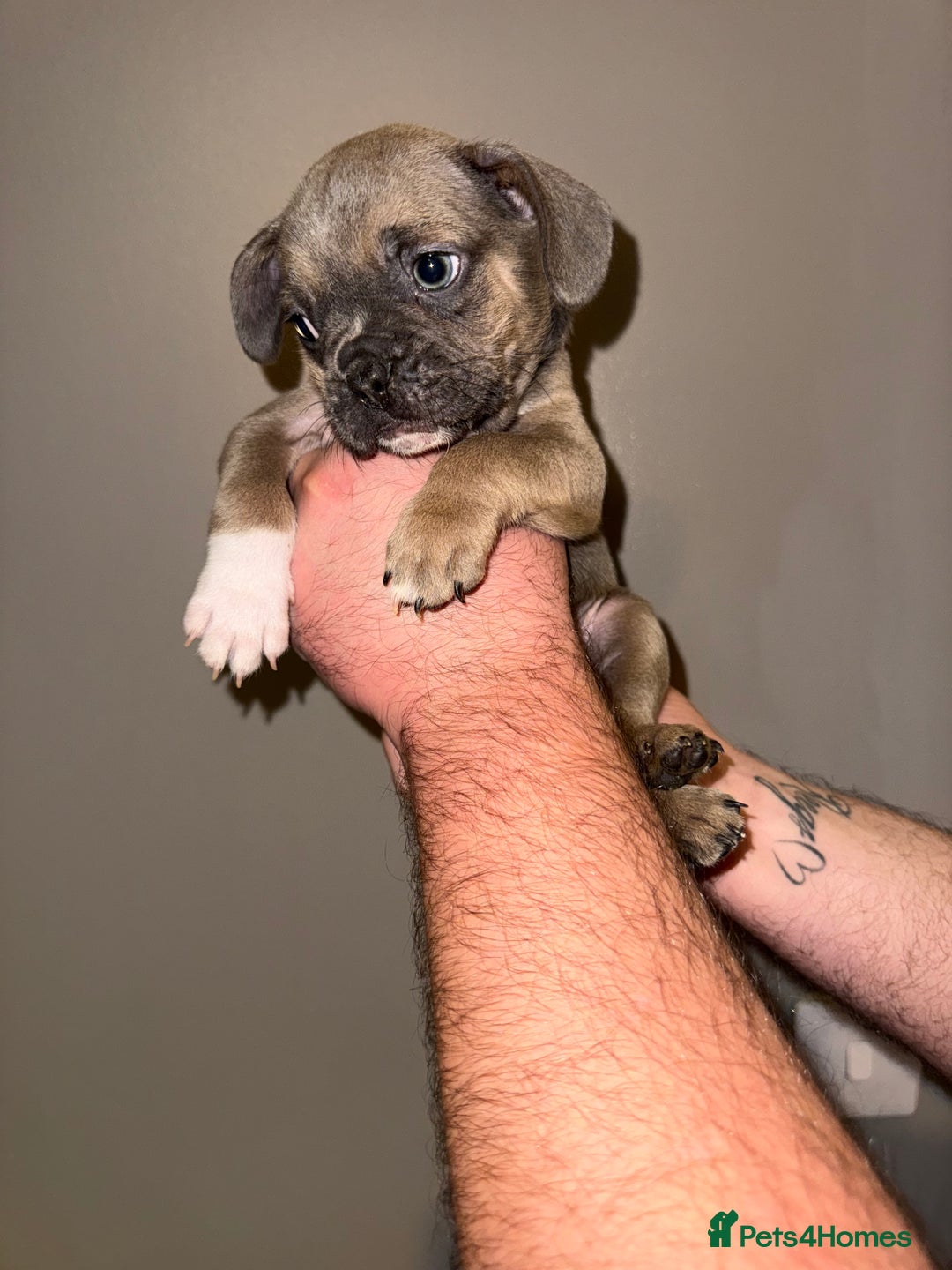 French Bulldog dogs for sale: Stunning French bulldogs  - Image 1