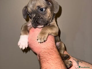 French Bulldog dogs - Advert 4