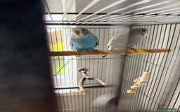 Budgerigars birds for sale: Budgie pair and cage bundle  - Image 2