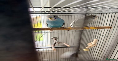 Budgerigars birds - Advert 2