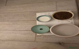 Ragdoll cats for sale: 7 ragdoll cats & kittens  - Image 26