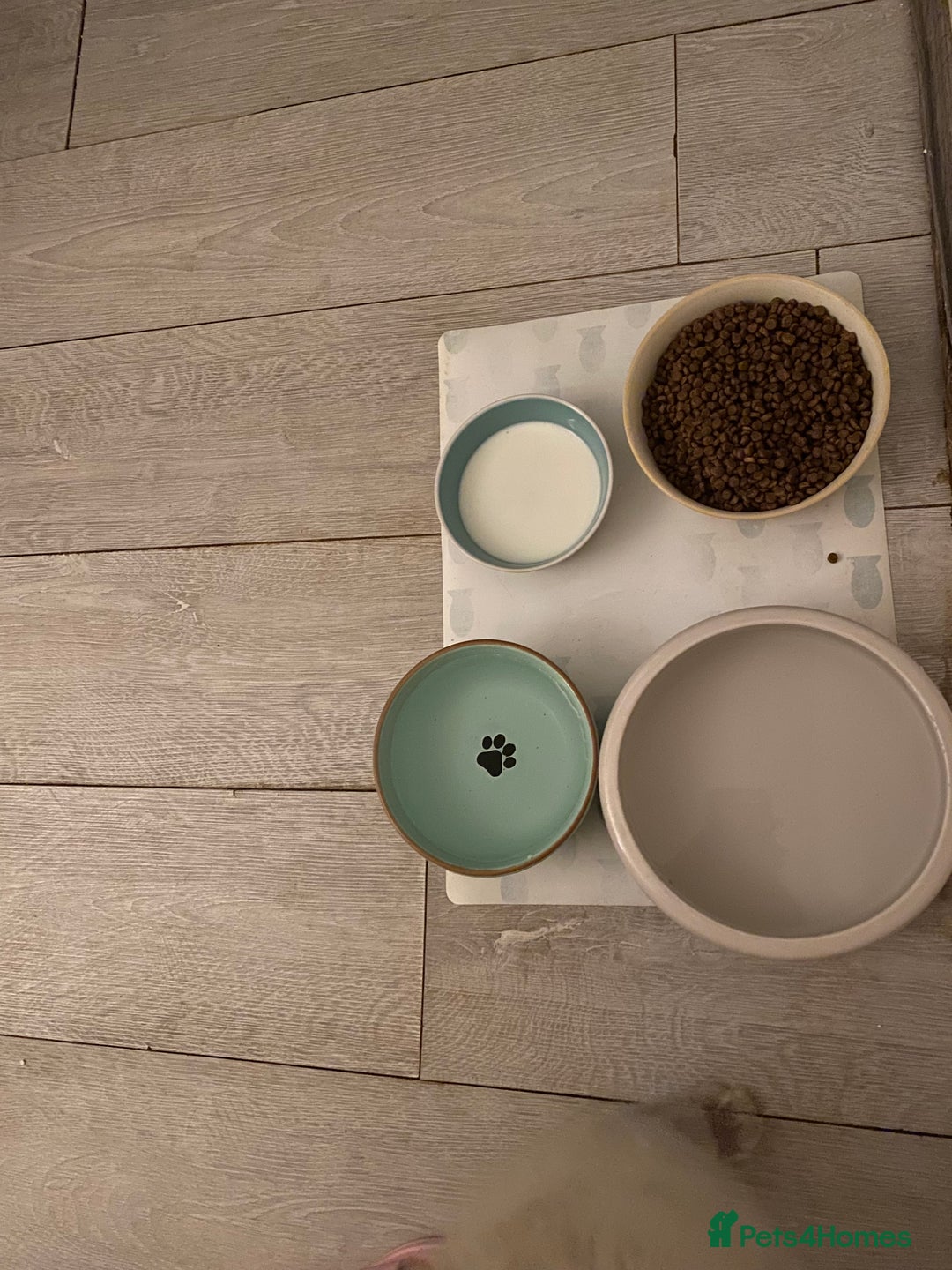 Ragdoll cats for sale: 7 ragdoll cats & kittens  - Image 26