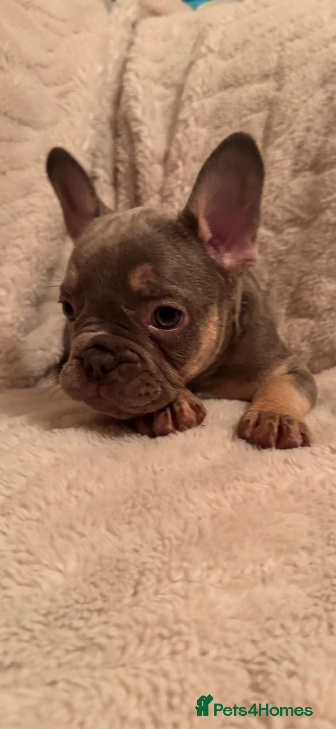 French Bulldog dogs for sale: French bulldog puppys - Advert 15