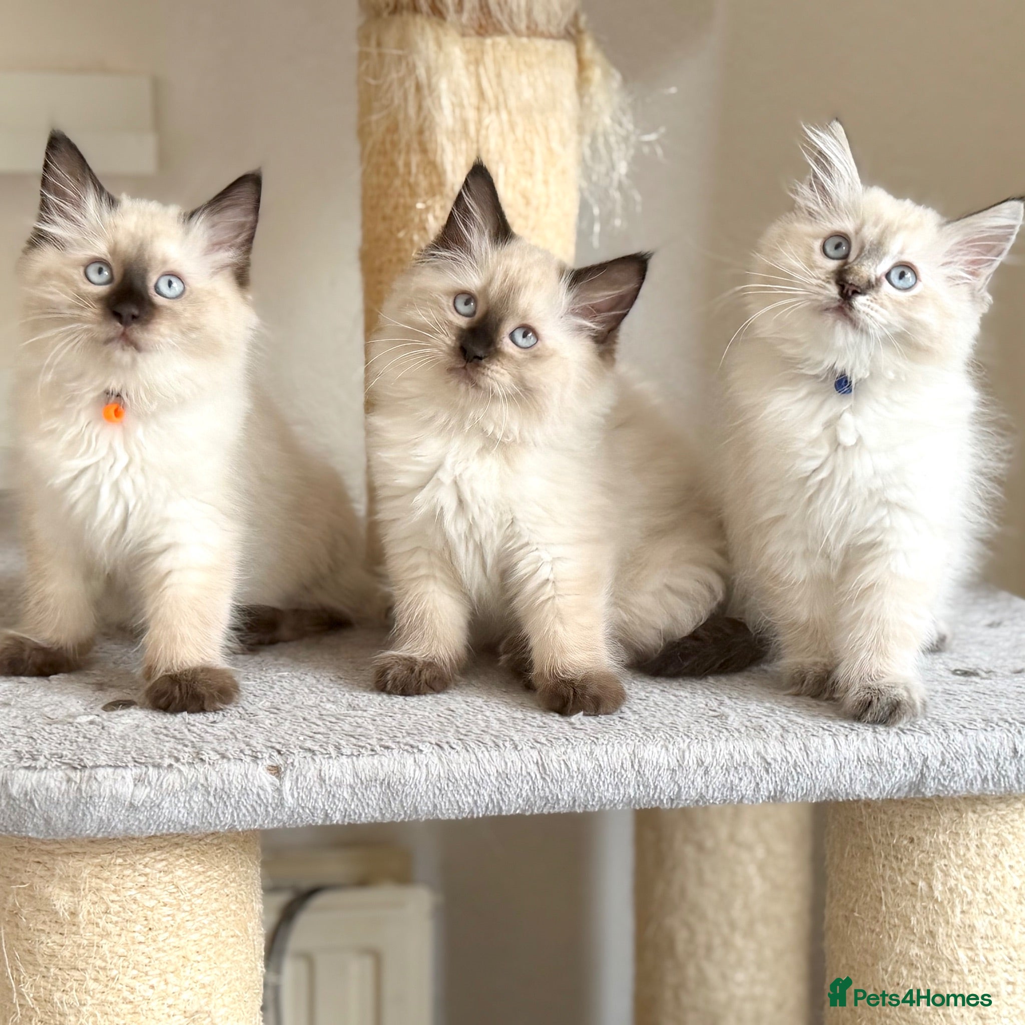 Ragdoll cats 2 Boys Left - TICA Registered - Cuddly, Gentle - Advert 1