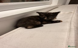 Mixed Breed cats for sale: Two female kittens for sale - Image 19