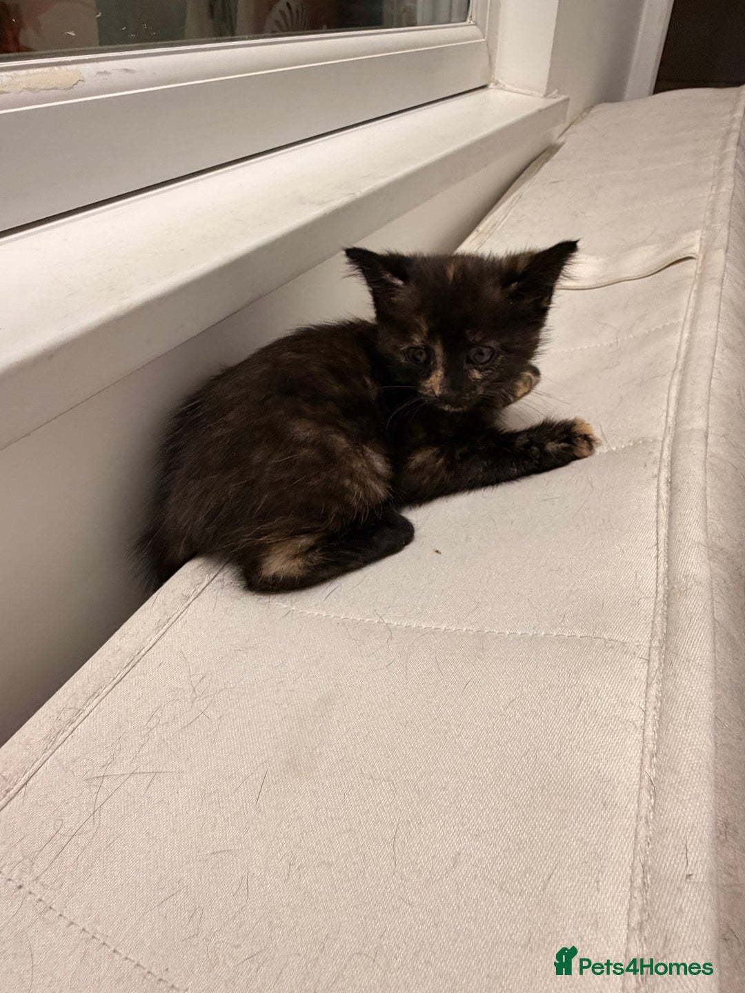 Mixed Breed cats for sale: Two female kittens for sale - Image 19