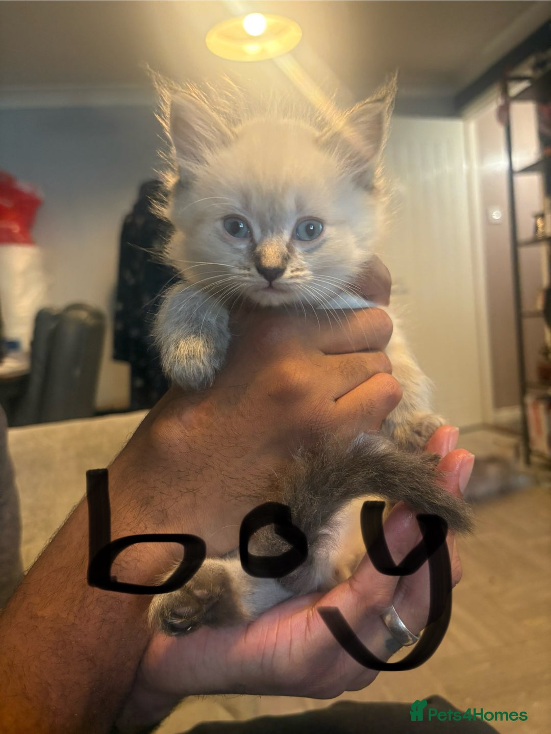 Mixed Breed cats for sale: Kittens  - Image 2