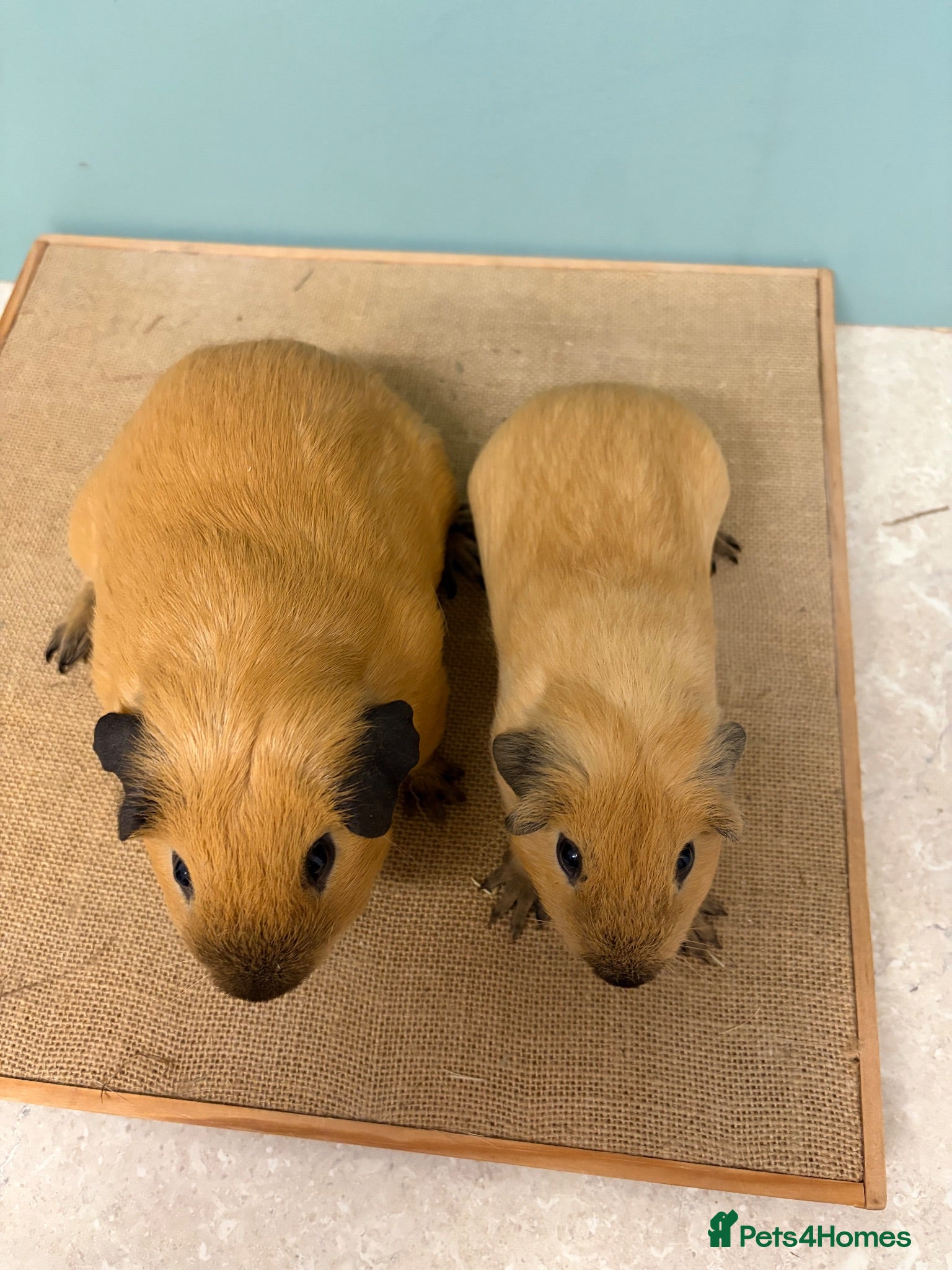 Guinea Pig rodents Male Californian pair looking for a home - Advert 2