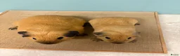 Guinea Pig rodents for sale: Male Californian pair looking for a home - Advert 2