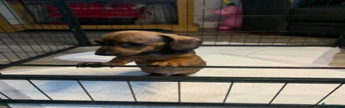 Miniature Dachshund 2