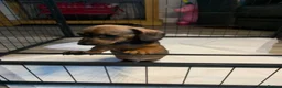 Miniature Dachshund dogs for sale: Miniature dachshund puppies - Advert 7