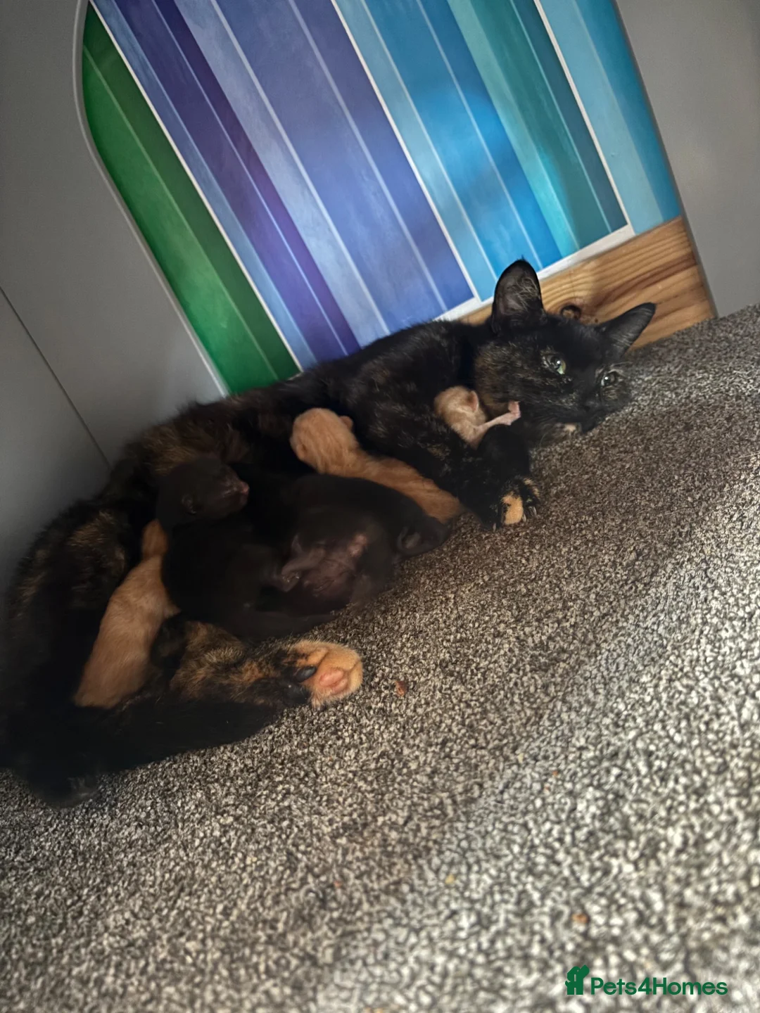 Mixed Breed cats for sale: 5 kittens left  - Advert 1