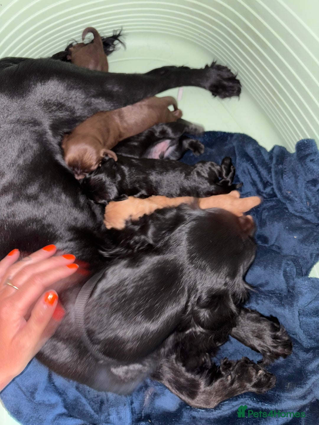 Cocker Spaniel dogs for sale: Cocker spaniel puppies - Image 10