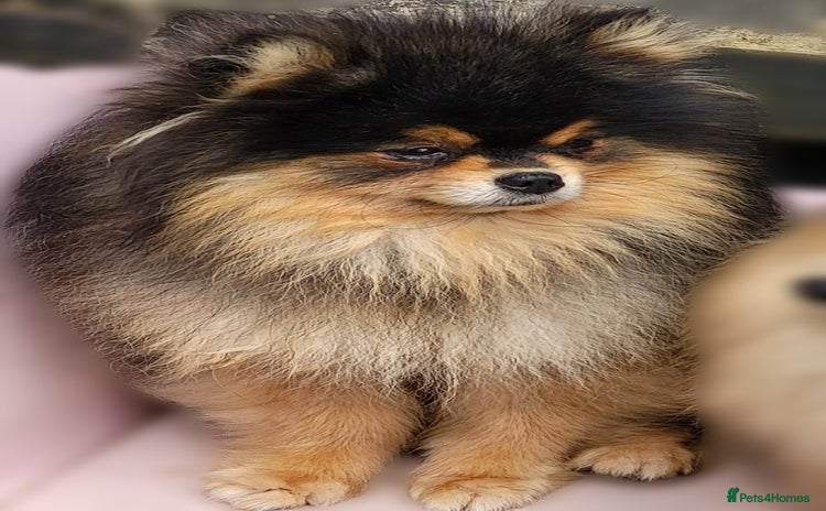 Pomeranian dogs - Advert 15