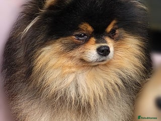 Pomeranian dogs - Advert 18