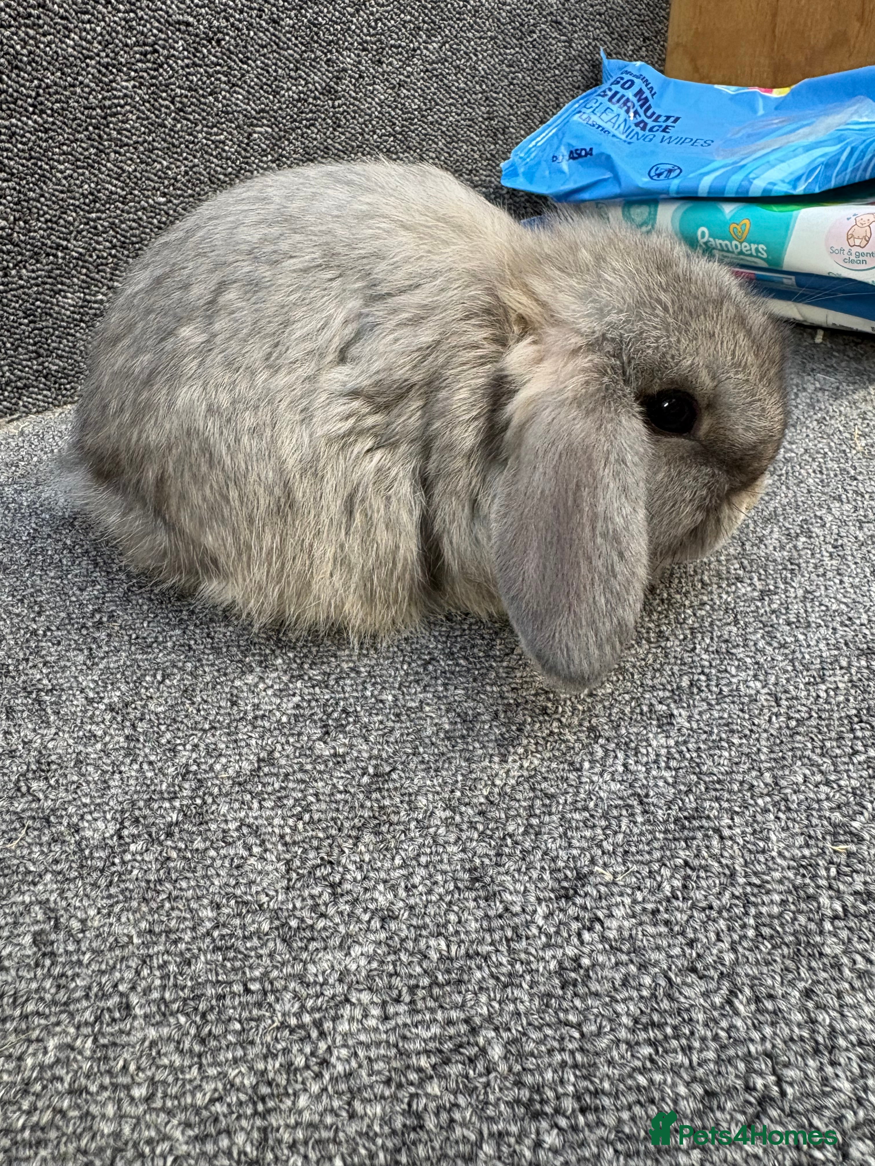 Mini Lop rabbits Mini Lop x Dwarf Lop Babies - Advert 10