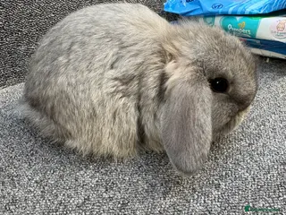 Mini Lop rabbits Mini Lop x Dwarf Lop Babies - Advert 15