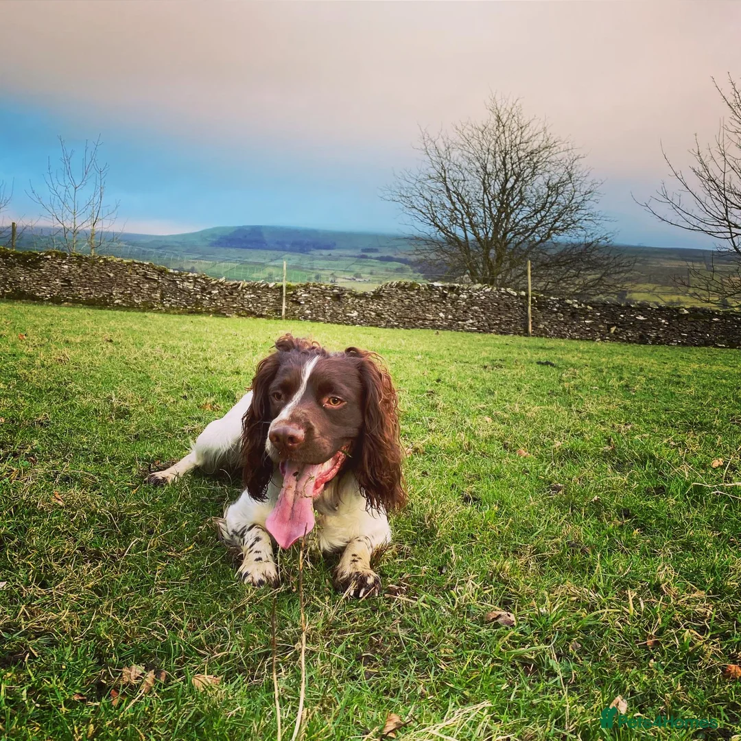 English Springer Spaniel dogs for sale: English Springer Spaniels - Advert 2