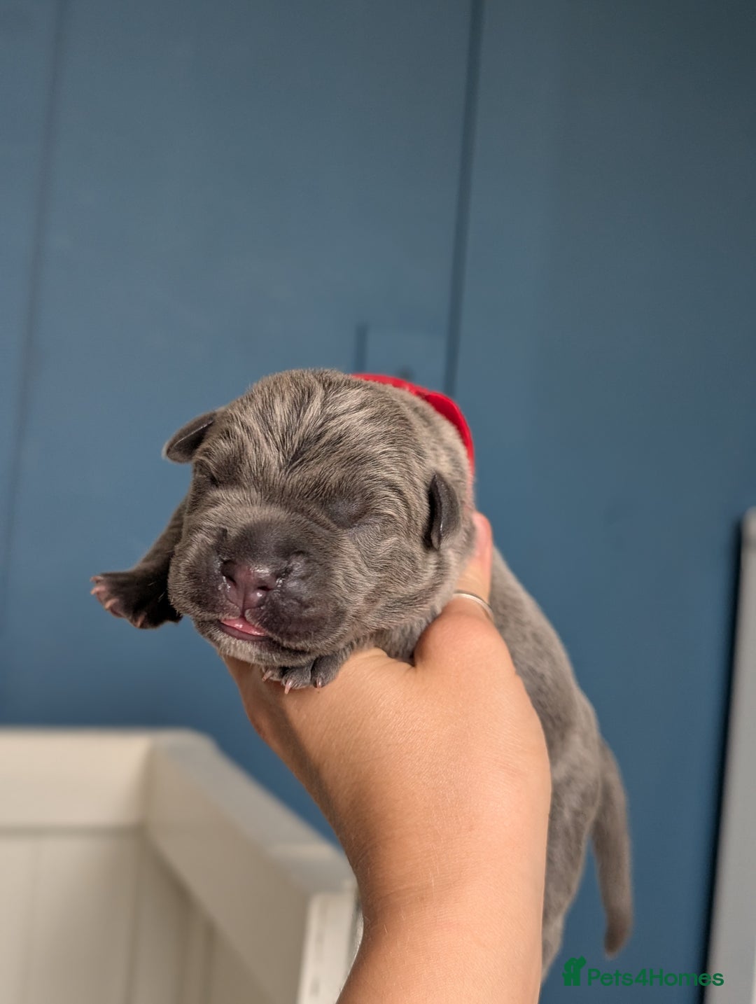 Cane Corso dogs for sale: European cane corsos  - Image 26