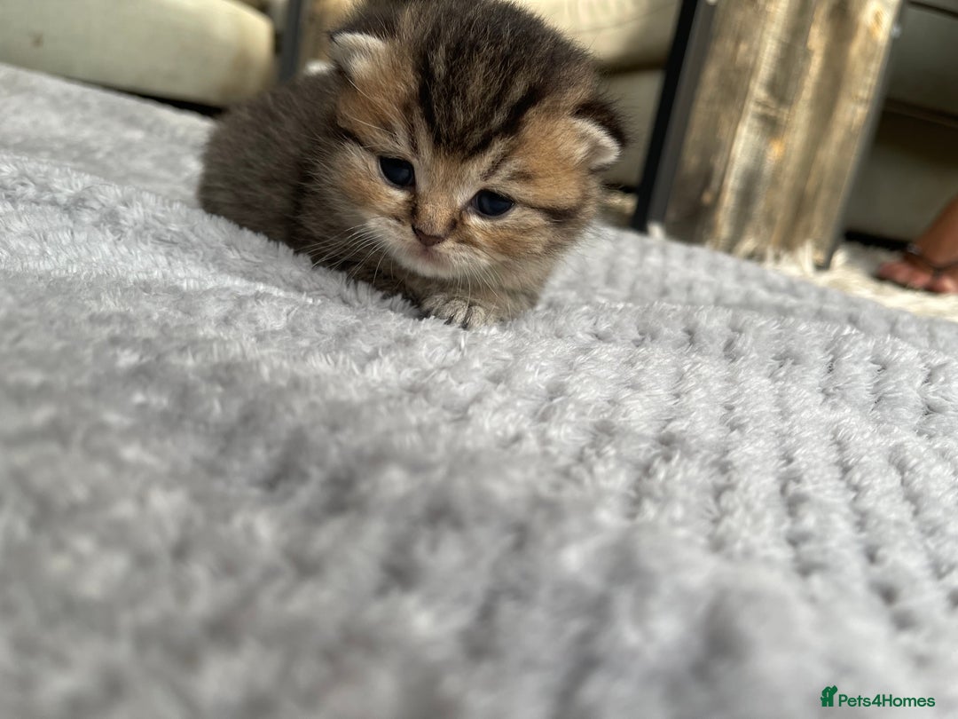 Scottish Fold cats for sale: Scottish fold kittens - Image 16