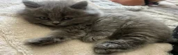 Scottish Fold cats for sale: Beautiful Blue Scottish Straight kitten - Advert 5