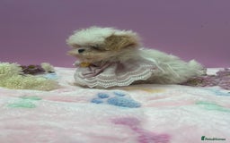 Maltipoo dogs for sale: Luxury Korean F1b maltipoos 😍🐶🐾 - Image 13