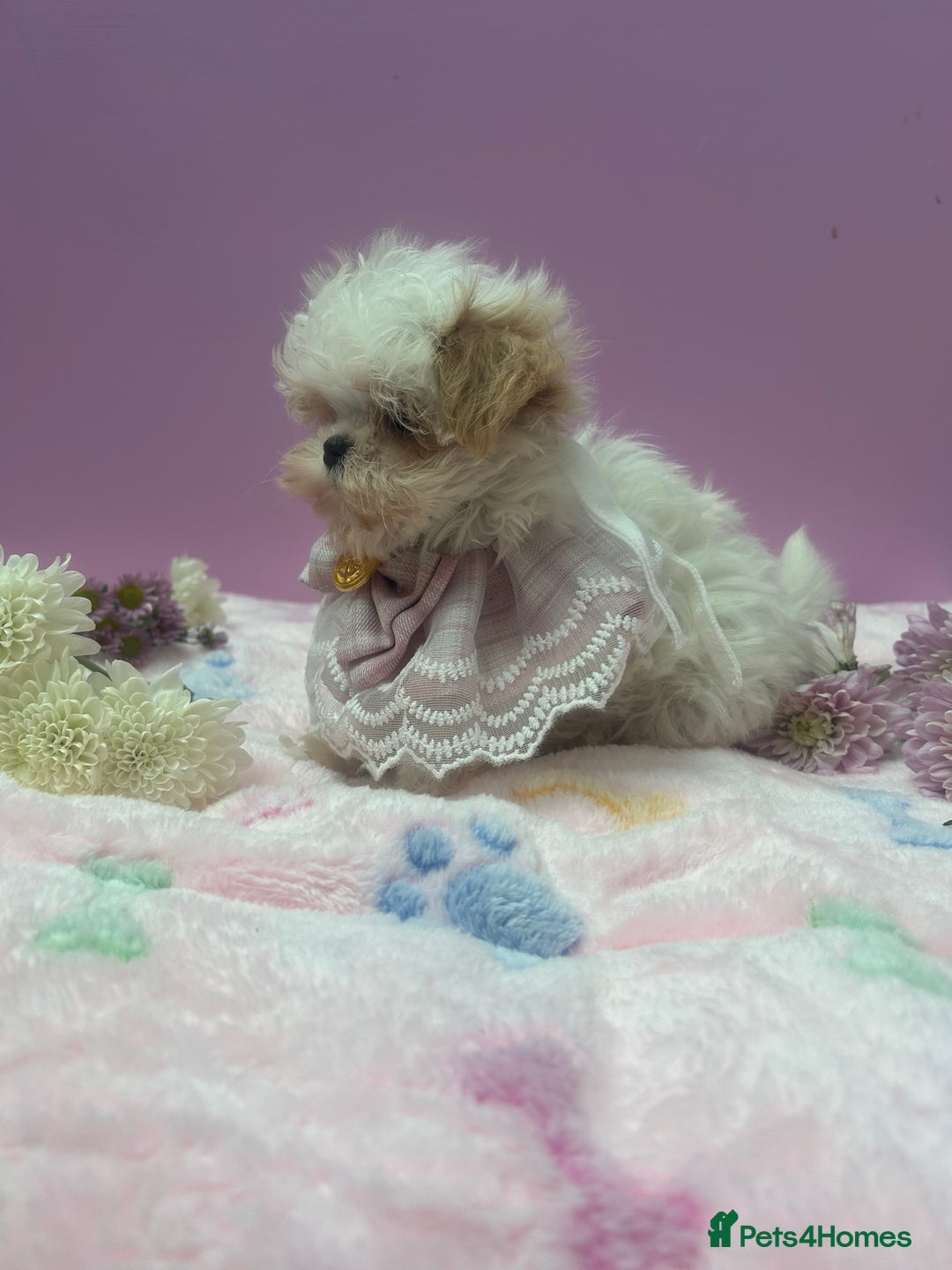 Maltipoo dogs for sale: Luxury Korean F1b maltipoos 😍🐶🐾 - Image 13