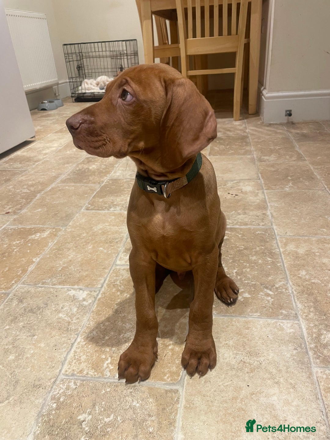 Hungarian Vizsla dogs for sale: 1 male KC registered Hungarian Vizla for sale  - Advert 14