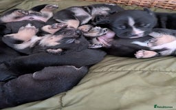Mixed Breed dogs for sale: Beautiful French Bulldog x Border Collie Puppies - Image 1