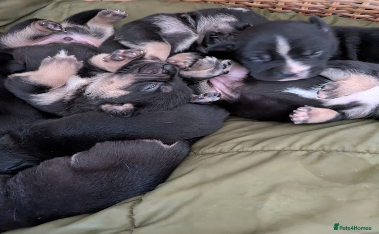 Mixed Breed dogs for sale - Advert 1