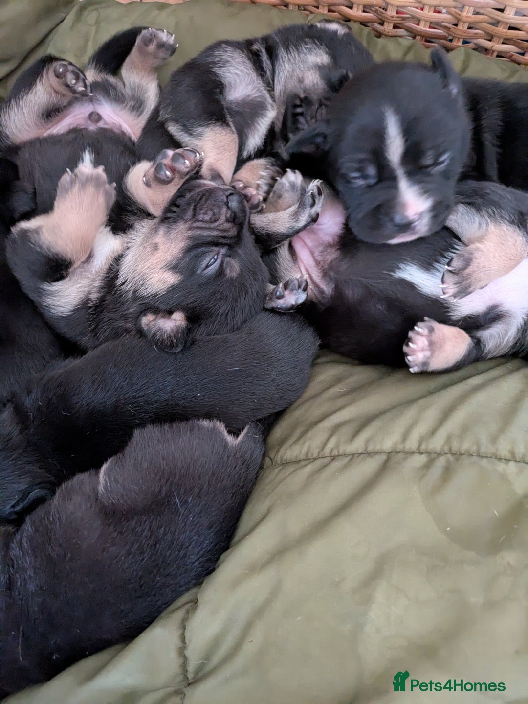 Mixed Breed dogs for sale: Beautiful French Bulldog x Border Collie Puppies - Image 1