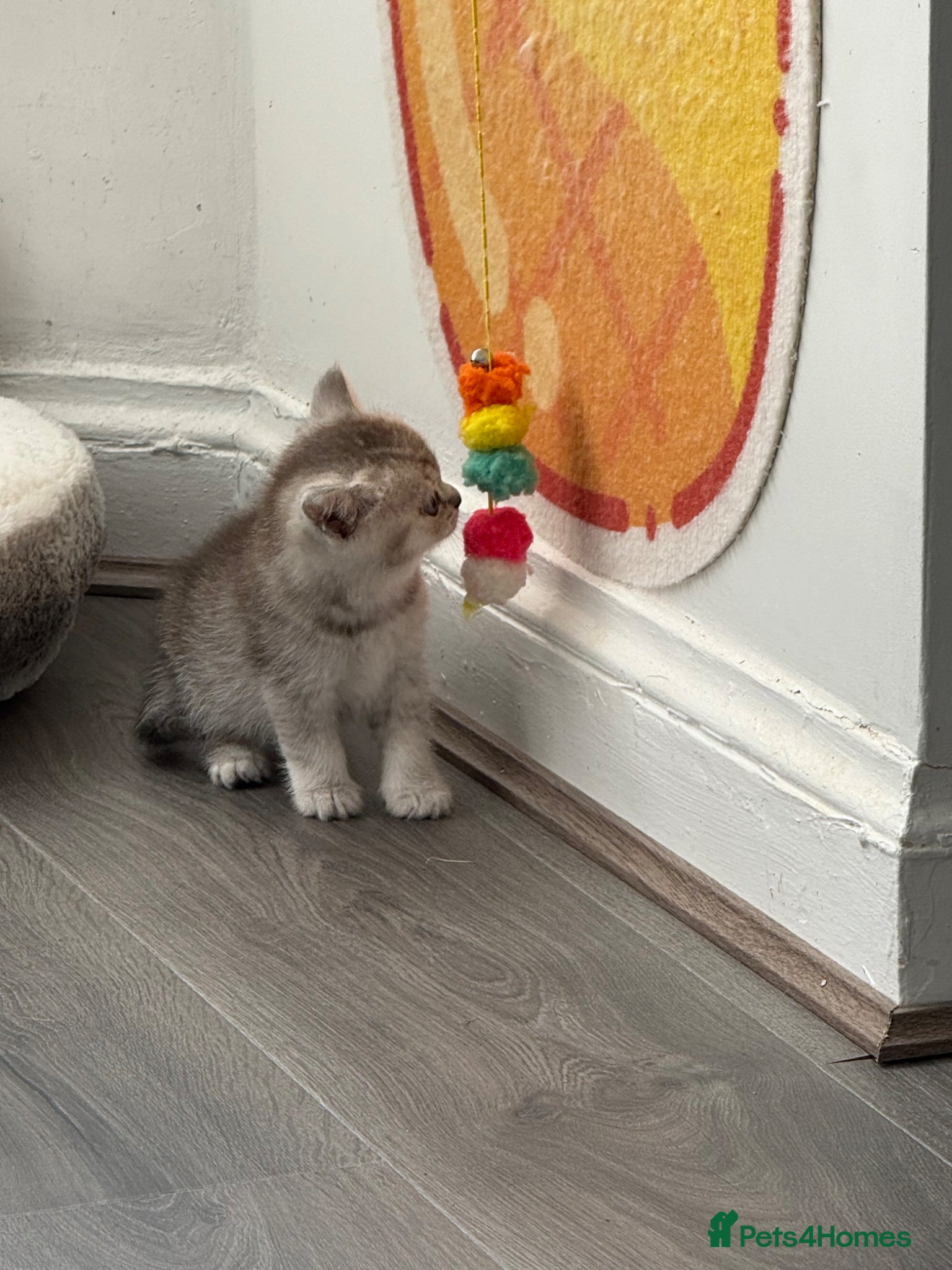 British Shorthair cats for sale: British Shorthair kittens - Advert 14