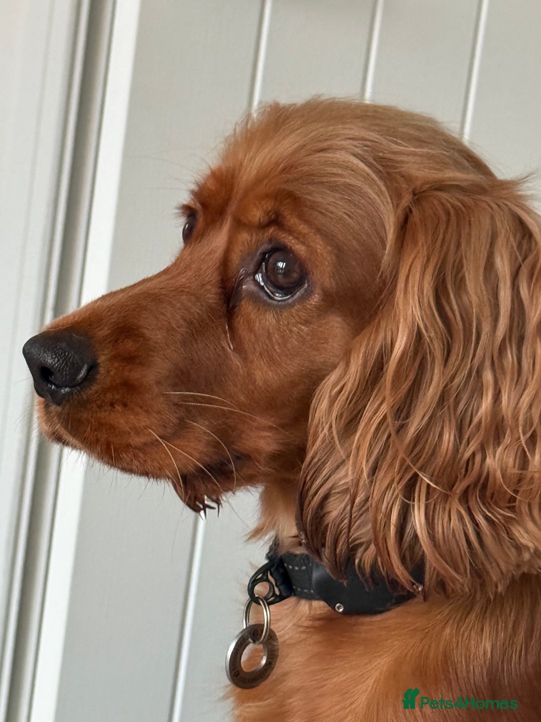 Cocker Spaniel dogs for sale: Show Type Cocker Spaniels - Image 4