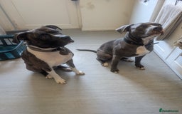 American Bull Staffy dogs for stud: For Stud - Image 8