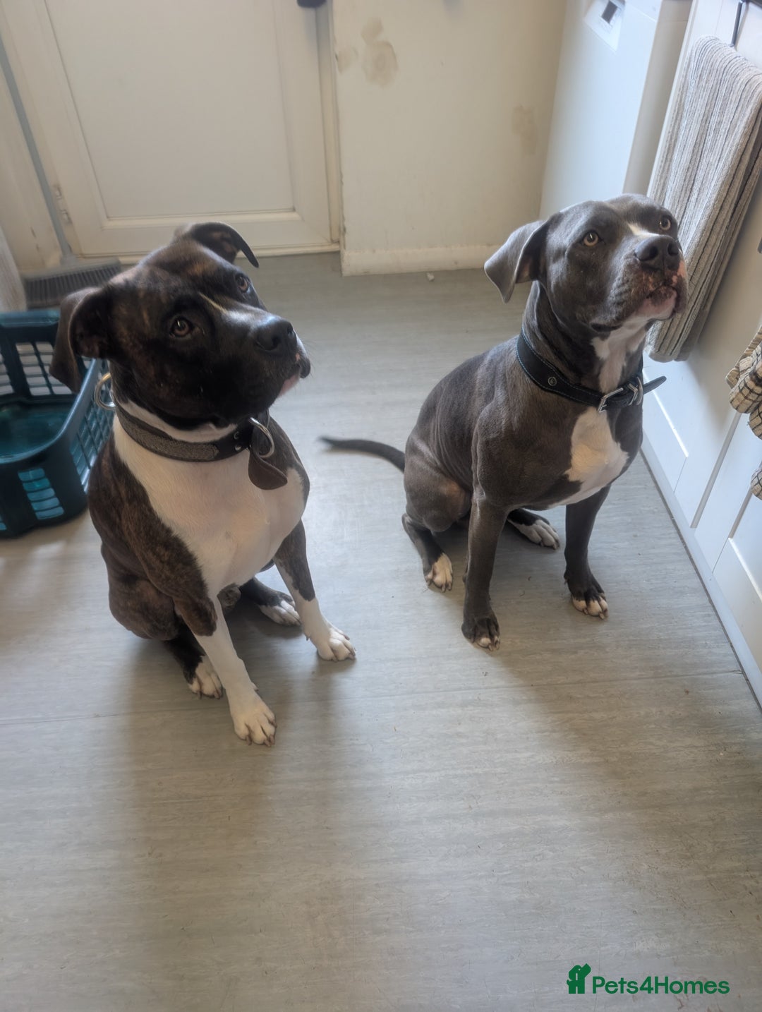 American Bull Staffy dogs for stud: For Stud - Image 8