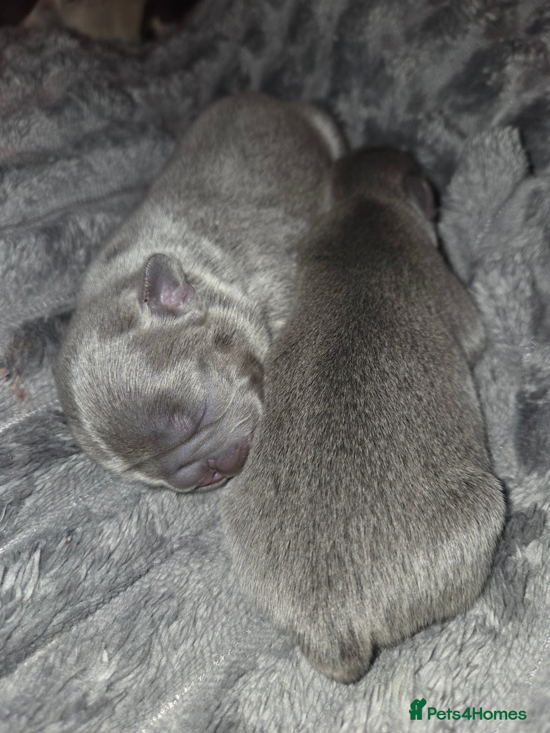 French Bulldog dogs for sale: 5 beautiful male french bulldog puppies  - Image 2