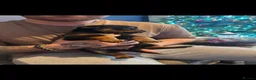 Rottweiler dogs for sale: Rehoming Rottweiler  - Advert 6