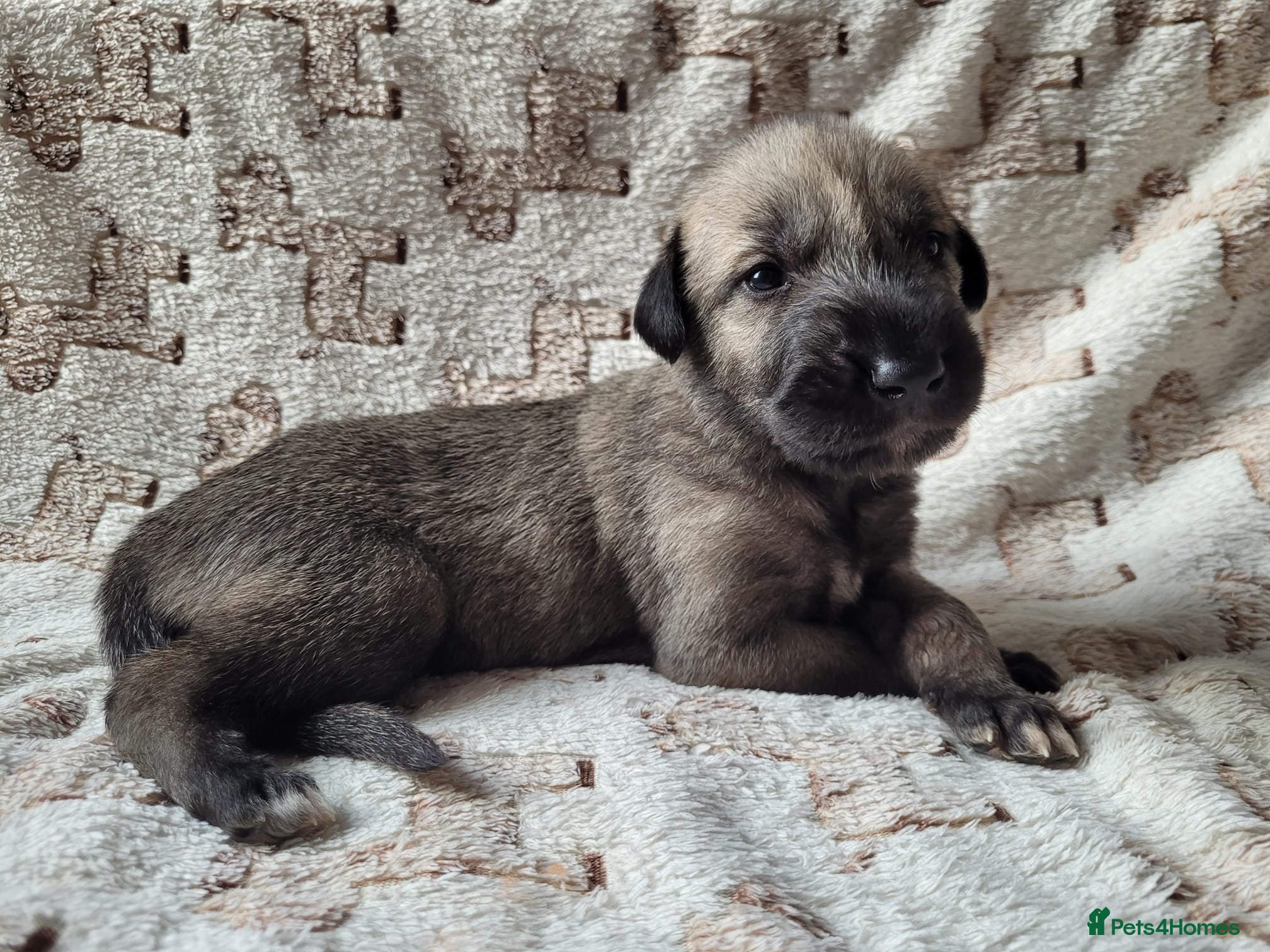 Irish Wolfhound dogs Health Tested, KC Reg Irish Wolfhounds  - Advert 18