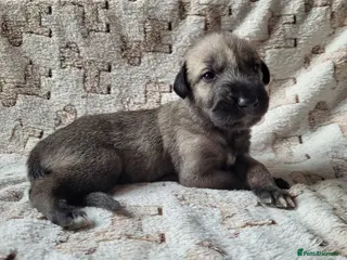 Irish Wolfhound dogs Health Tested, KC Reg Irish Wolfhounds - Advert 15