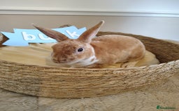Rex rabbits for sale: Lovely Rex rabbit babies  - Image 16
