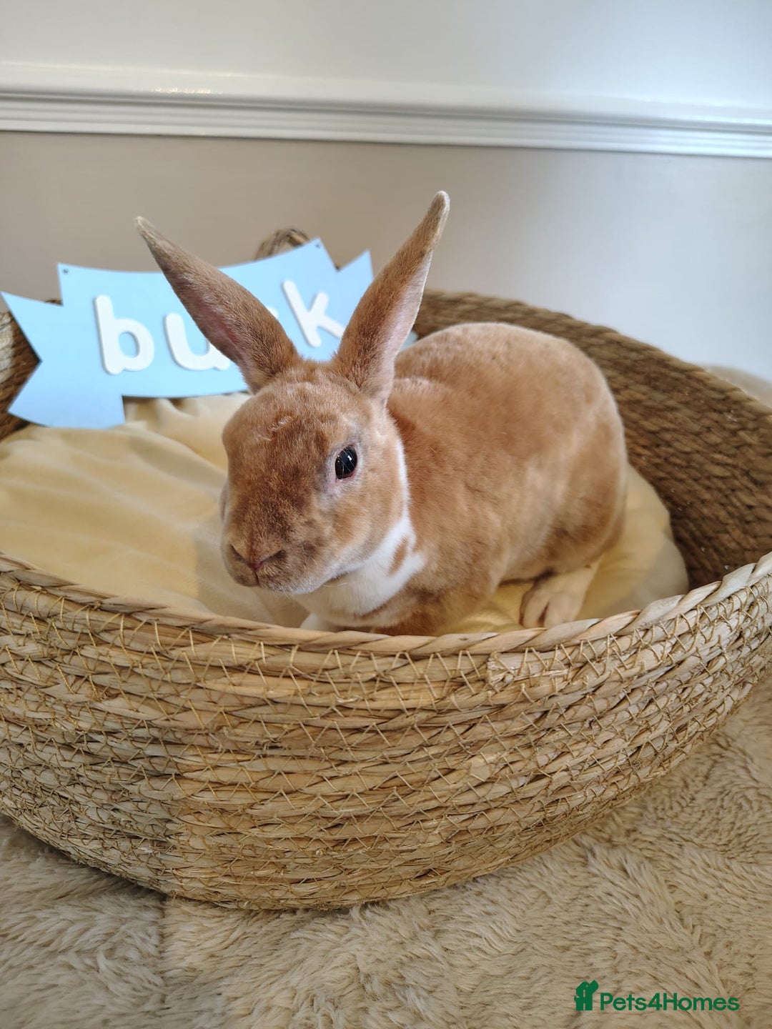 Rex rabbits for sale: Lovely Rex rabbit babies  - Image 16