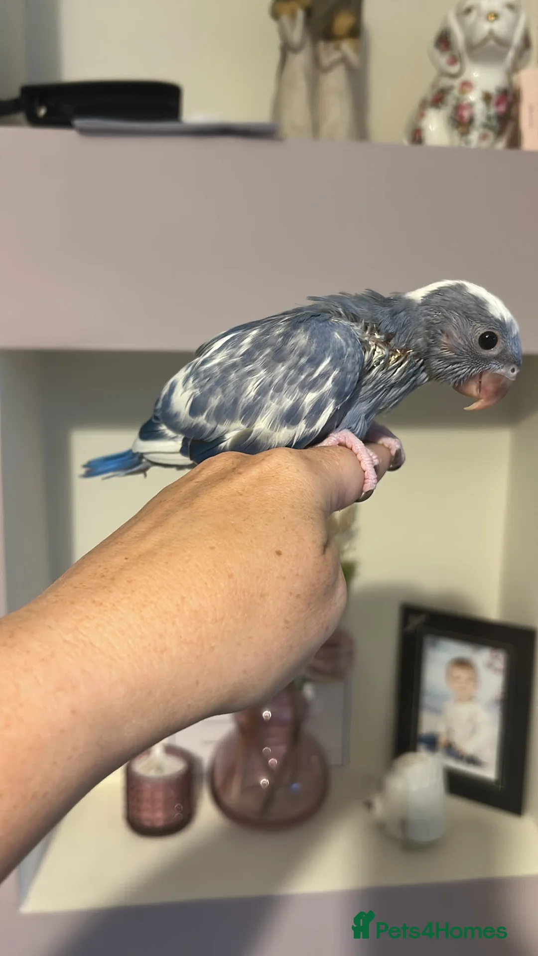 Parakeets birds for sale: Baby ringneck for sale  - Advert 9
