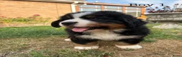 Bernese Mountain Dog dogs for sale: BEAUTIFUL BERNESE MOUNTAIN DOG PUPPIES-4 BOYS !!! - Advert 12