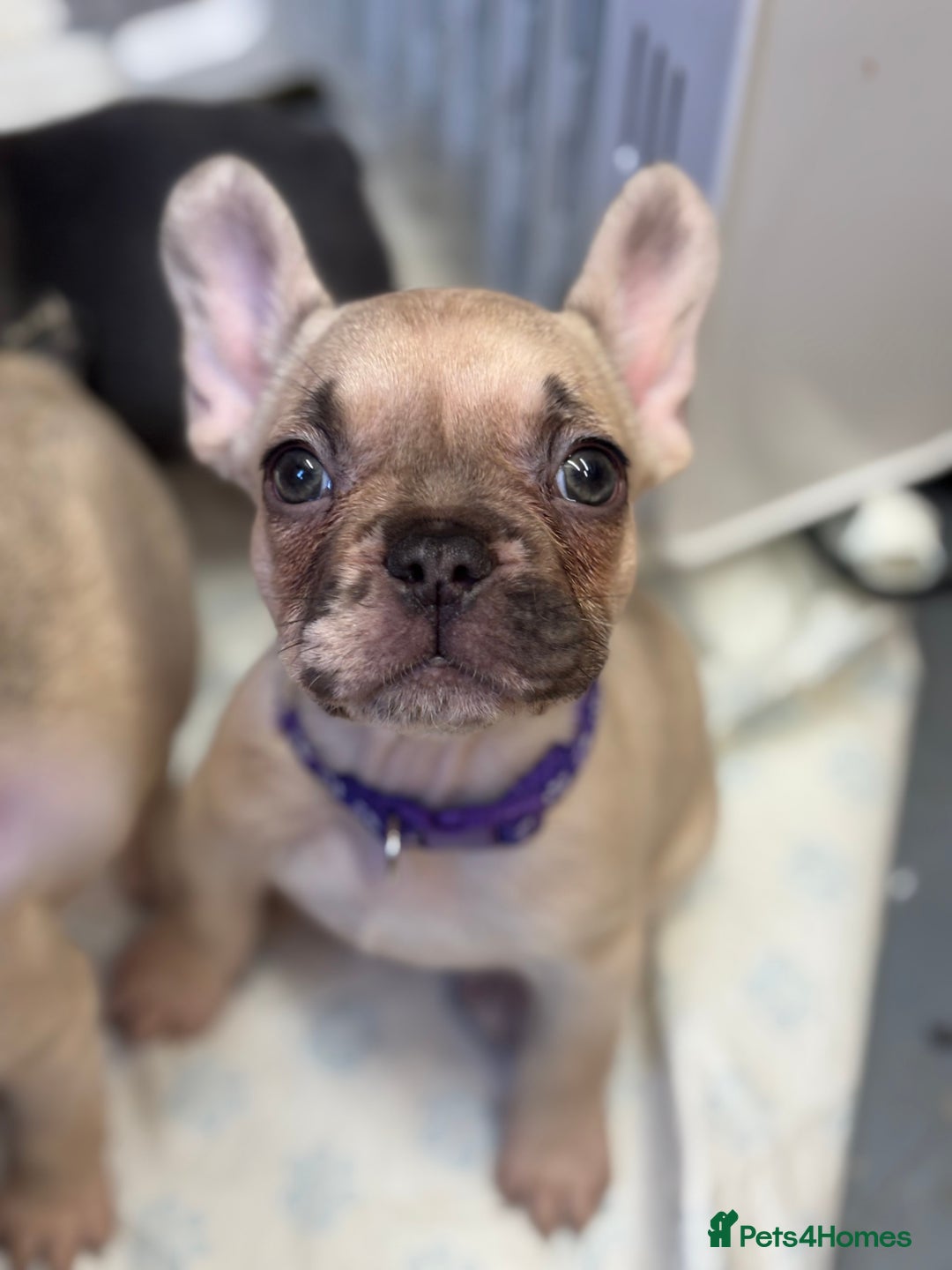 French Bulldog dogs for sale: 💕Adorable French bulldogs💕 - Advert 1