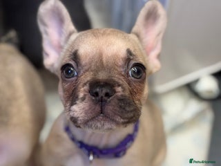 French Bulldog dogs 💕Adorable French bulldogs💕 - Advert 4