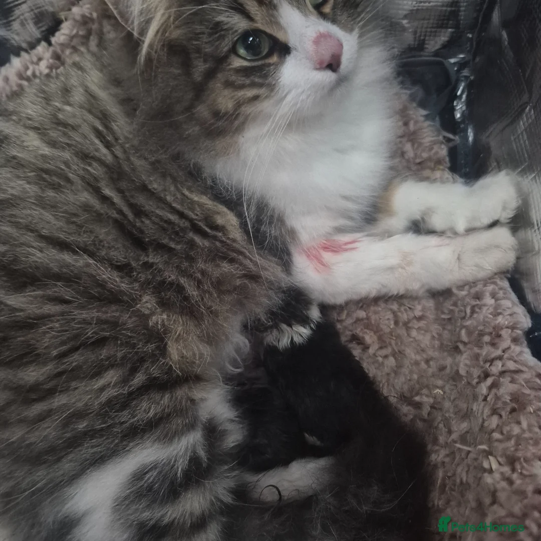 Siberian cats for sale: Gorgeous Siberian x Korat kittens - Advert 2