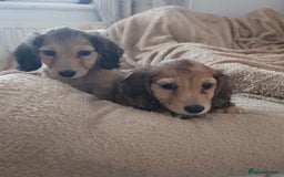 Dachshund dogs for sale: Miniature dachshunds - Image 27