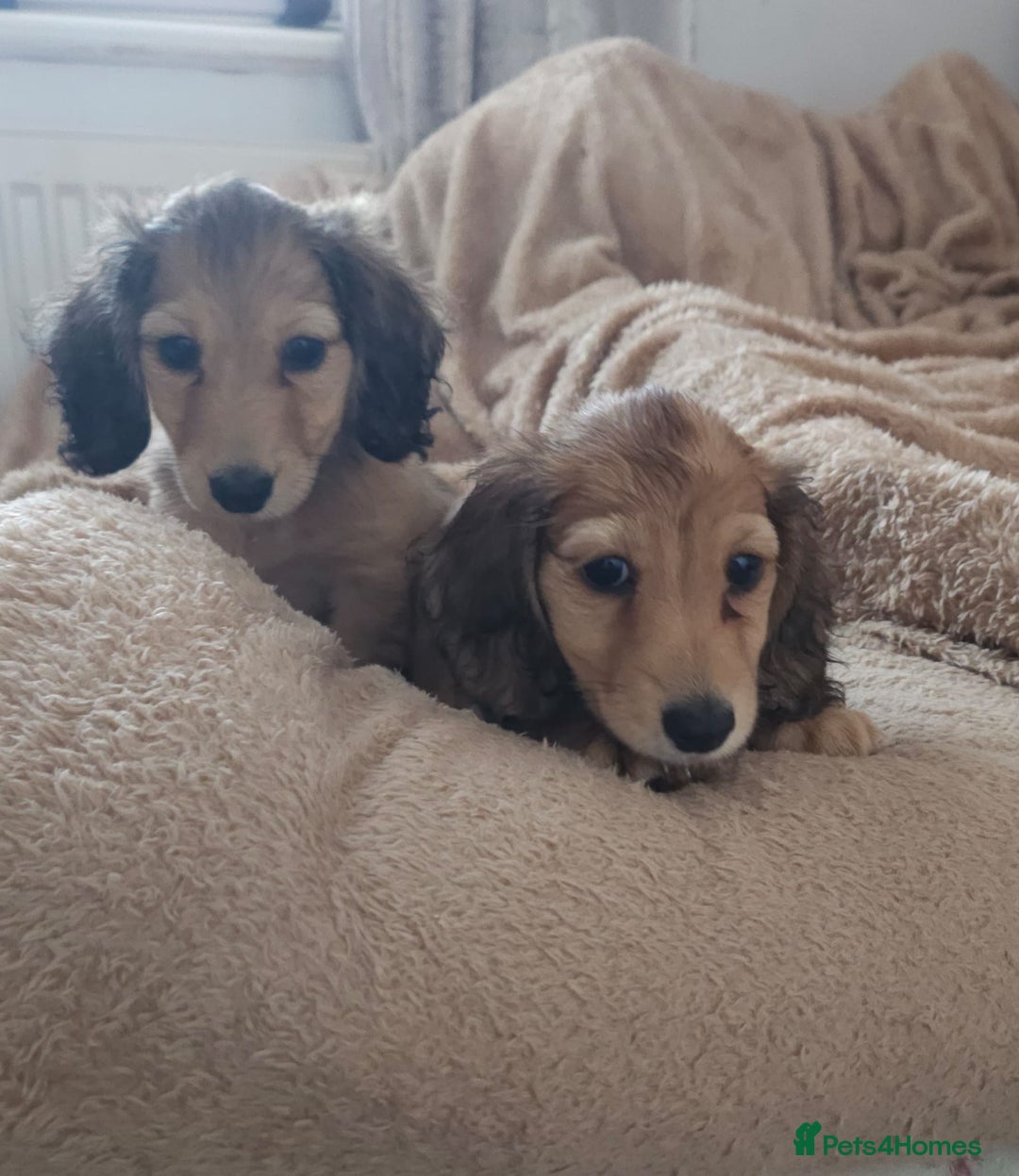 Dachshund dogs for sale: Miniature dachshunds - Image 27