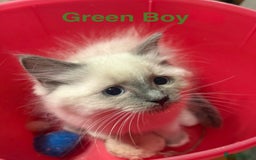 Ragdoll cats for sale: Ragdolls kittens- - Advert 28